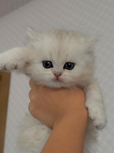 balaca pişiklər: Britan, Erkək — 1