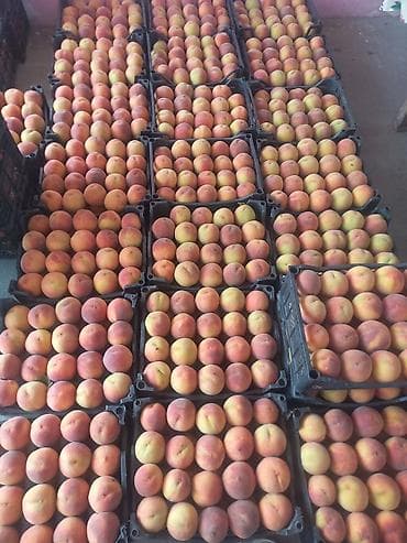 k meyve: Şaftalı – bağdan təzə, çeşidlənmiş və qutulanmış - Məhsul: aromatik — 2