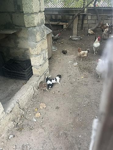 it: Məhsul: Balaca it balaları Satılır erkəy 100 dişi 50 manat Təsvir: - — 3