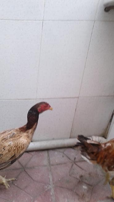 astroloq toyuq: Toyuq, Damazlıq — 8