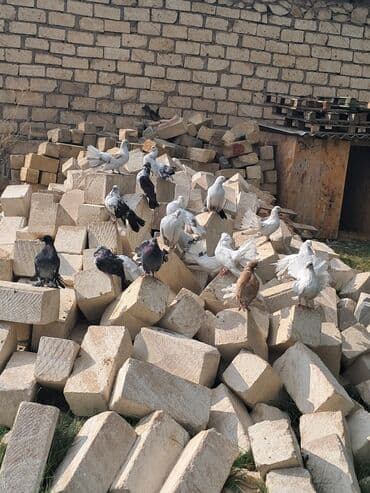 ÜNVAN BERDE 10MANATDAN SATIRAM TEK TEK 15DENEDI HAMSIN ALAN OLSA