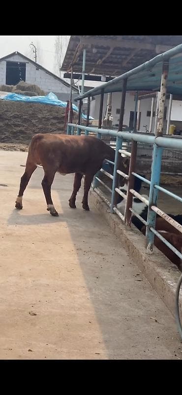 ordək balası və cucə: Oz təsərrüfatmdan satiram 6 ayliq temiz simental duge disi — 4