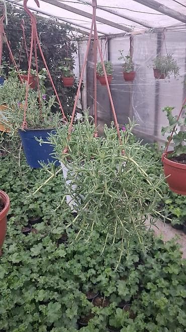 rozmarin bitkisi: Asıl asılan saksıda ətli bitki – Succulent (Delosperma/“Ice plant” — 5