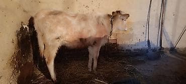 it qiz seksi: Satılır: cavan buzov - Növ: mal-qara (buzov) - Rəng: açıq krem/ağ — 4