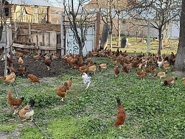 toyuq cinsleri: Təbii şəraitdə saxlanılan kənd toyuqları - Açıq havada, geniş həyət — 2