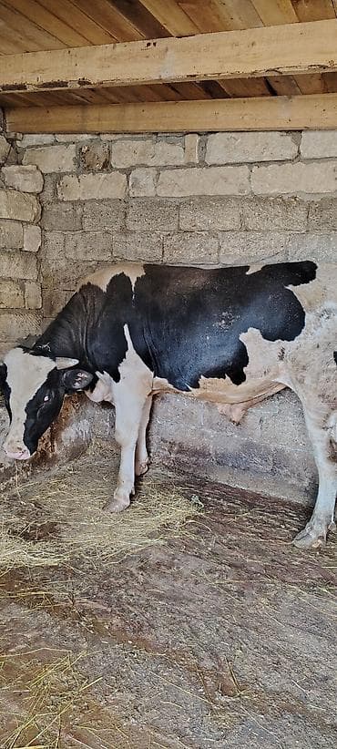 kök dana: Salam Allah hamiya xeyir versin inwAllah 2 eded heyvandi super — 7