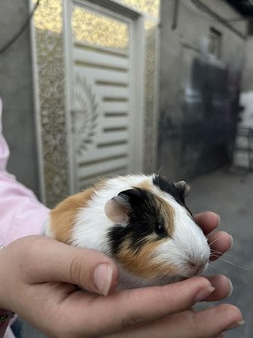 qefes: Trikolor dekorativ dəniz donuzu (guinea pig)(5 ededdir) - Cins — 1