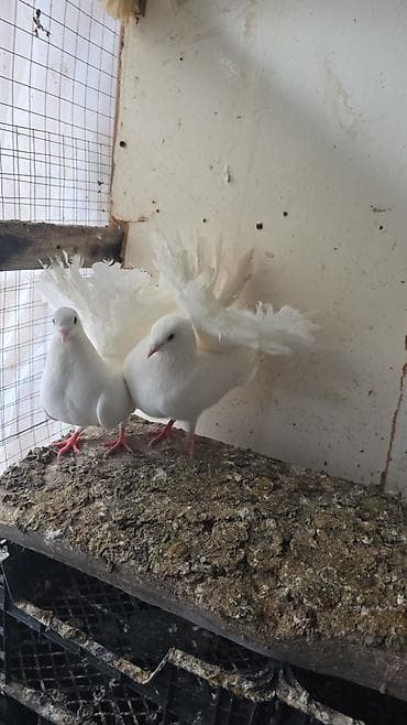 Dikquyruqlar cütdü yumurtaya vururlar pul lazim olduğu üçün satılır