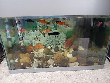 sirin dovsan sekilleri: Akvaryum komplekti - Şüşə akvaryum, 17 eder balıqla birlikdə su — 2