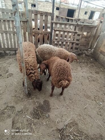 qala sortu: 2 dənə ERKƏY quzular satılır tərəzinən 8, 50 KÖK QUZULARDI ÜNVAN — 4