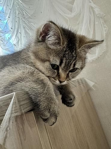 sinsila: Şinşilla, Erkək — 1