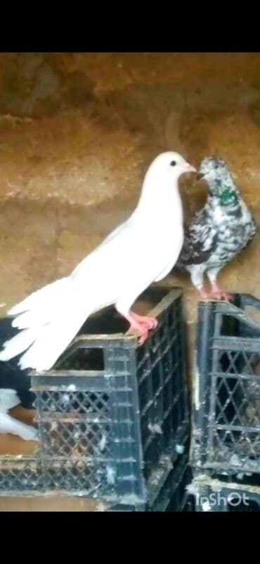 ZAZ: Göyərçinlər — 1