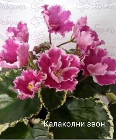 bənövşə gülü şəkilləri: Otaq bitkiləri — 6