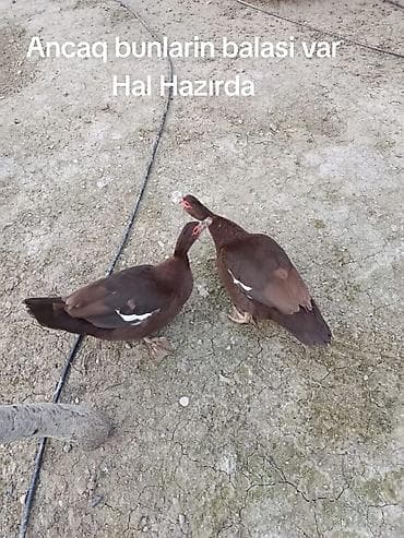 kənd heyvanları: 60 ədəd var 
heyvanlar təmiz Qandi yerində baxa bilersiz — 4