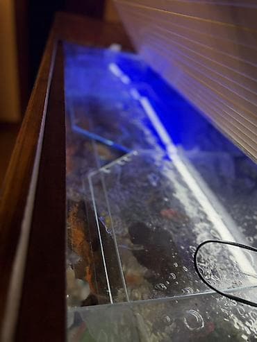 сколько стоит аквариум: Аквариум - 2 м ( 7,000 Манат Цена — 8