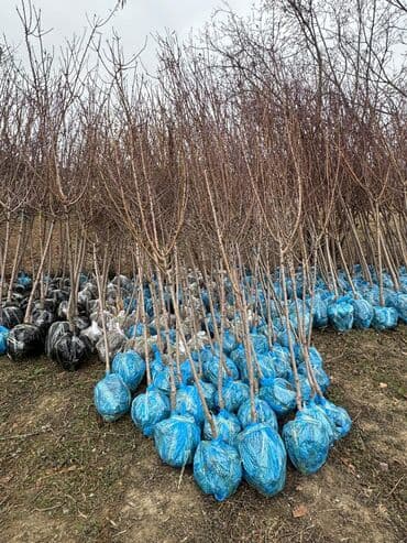 пластмассовый бак для воды купить: Her növ ağaclar ve dekarativ ağaclar çox ucuz ve qarantili gubresiz — 35