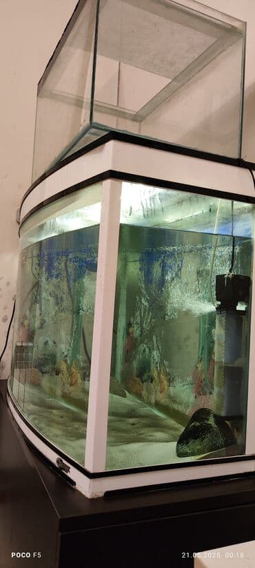 yapon balığı: Balıqlarla birlikdə, 450 l — 2