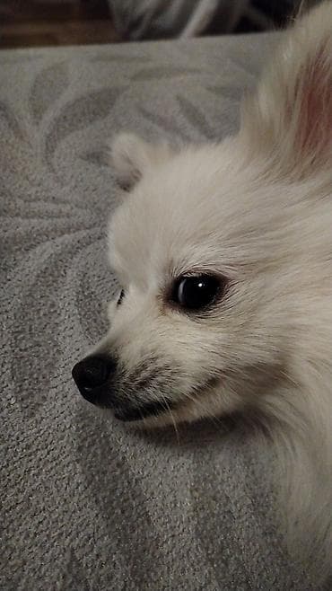 itler tap az: Şpitz, 3 il, Dişi, Peyvəndli, Ünvandan götürmə — 8