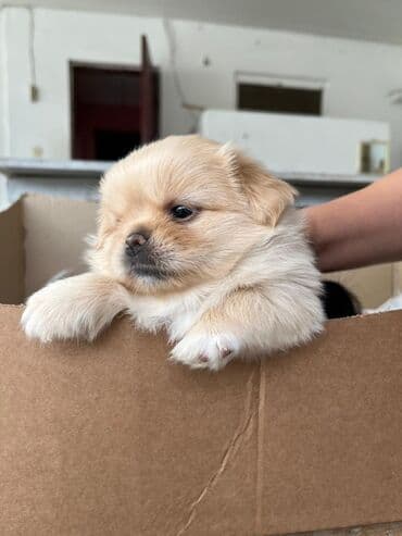 той ырлары попурри: Пекинес, Самка, Бесплатная доставка — 1