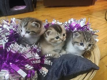 Şotland yastı qulaq