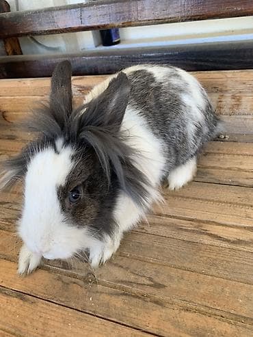 dovşanlar: Satılır: Ev dovşanı (Lionhead qarışığı) Xüsusiyyətlər: - Cins/type — 1