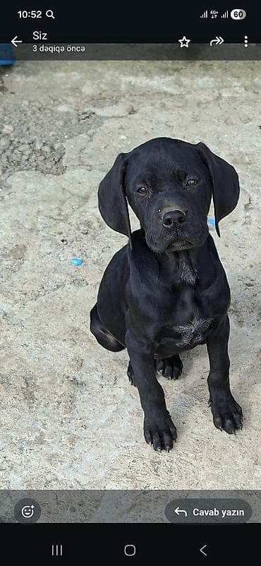 Akvariumlar: İtlər — 1