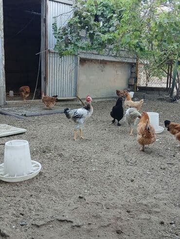 купить кур: Курица, Для яиц, Самовывоз — 2