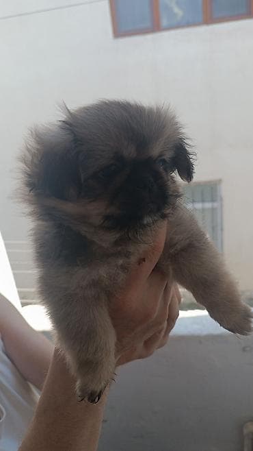 İtlər: Pekines, 2 ay, Erkek — 2