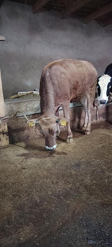 ov iti satilir: Dişi düyə damazlıq südlük ətliyə yararlıdır Ünvan Novxani — 2