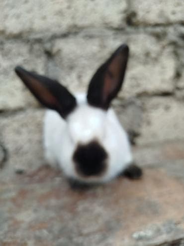 dovşan əti: Kalfor dovwanlar damazlig 🇦🇿 isdeyen olsa whatcapa yazsin — 4