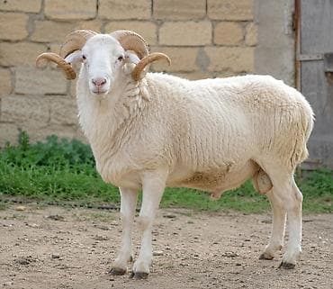 diri quzu satisi: Qurbanlıq quzular qoçlar . Gəlib rahatlıqla kəsib yerində apara — 1