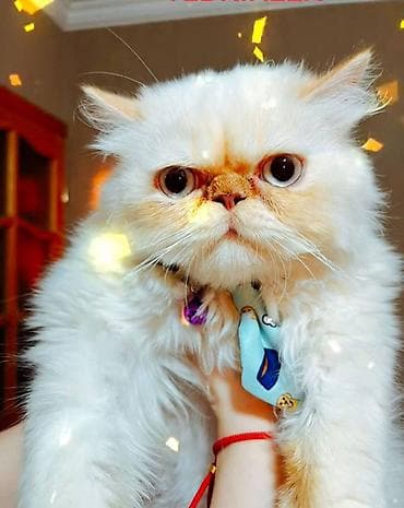 pisik ucuz: Fars, Erkək, Cütləşmə üçün — 2