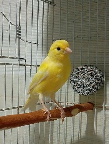 ev pişiy: Bülbül 3 ayliq ərkək oxuyur bala quş kimi yanvarin 2 si yumurtadan — 3