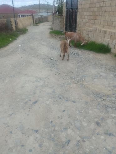 ucuz keci: Qoyun-keçi təsərrüfatı üçün yerli cins keçilər Məhsul: Qəhvəyi-bej — 2