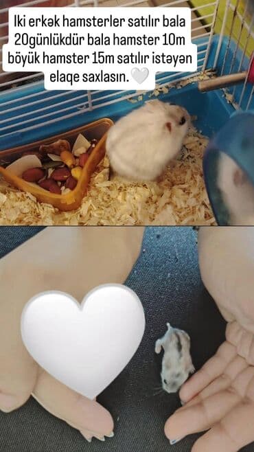 Hamsterlər - İki ədəd erkək hamster. - Bala hamster: 20 günlük. -