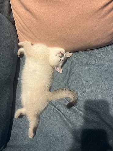 Gəmiricilər: Şinşilla, Dişi, Erkək, Ünvandan götürmə — 7