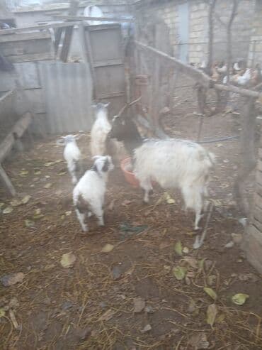 Индюшки: Ana baladllar — 3