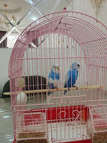 goyercin satişi baki: Çox sevecen quşlardır ve ele öyresibler — 2