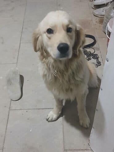 Balıqlar: Salam Golden Retriver Satiram Temiz Saf Qandir.1 Yawi var Cutlewdirib — 7