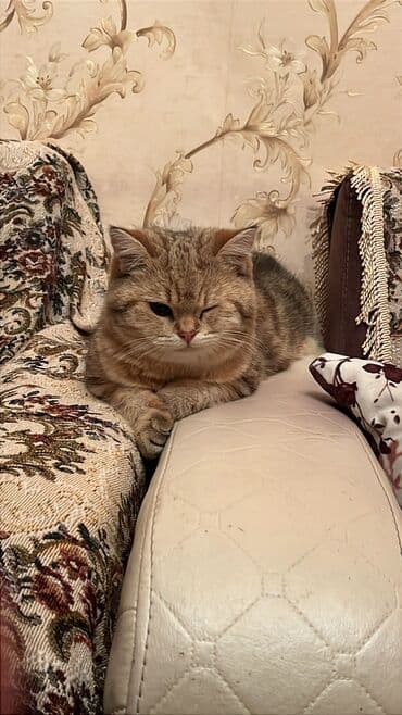 pişik yarım tip: Britan, Erkək, Yaxşı əllərə, Ödənişli çatdırılma — 5