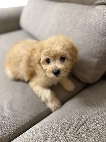 heyvan bazarı: Pulsuz çatdırılma — 2