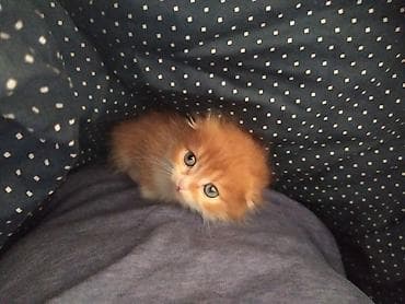 heyvan sahiblendirme: Yaxşı əllərə — 6