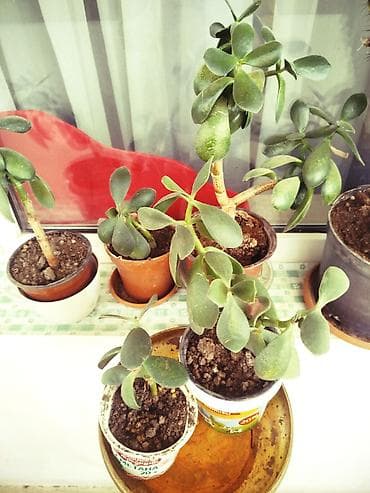 Pulsatillalı sukkulent – Pul ağacı (Crassula ovata) Детки денежного
