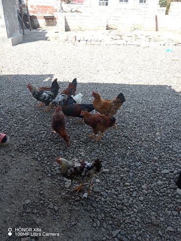 Inəklər, öküzlər: Xoruzlar — 1