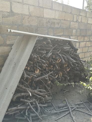 iran xurması ağacı: Ikisi biryerdə 250 manat real aliciya endirim olacaq — 2