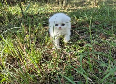 pişik adları: Britan yastı qulaq, Dişi, Yaxşı əllərə, Ünvandan götürmə — 1