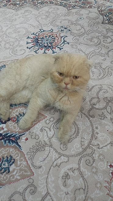 kənd toyuqlarının satışı: Şotland, Erkək, Yaxşı əllərə — 1