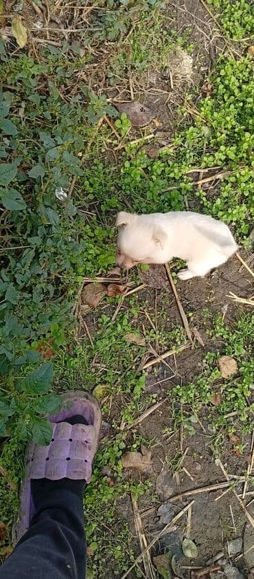 ən gözəl it adları: 1 ay, Erkek, Peyvəndli, Ödənişli çatdırılma — 2