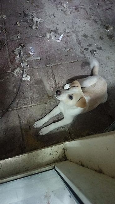 Sevimli balaca it balası - Cins: qarışıq (kiçik–orta ölçülü) - Rəng lalafo.az -da Sevimli balaca it balası - Cins: qarışıq (kiçik–orta ölçülü) - Rəng