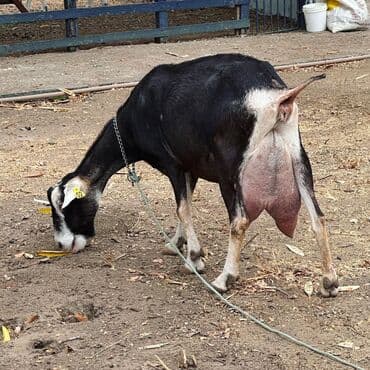 Süd keçisi – yüksək süd verimi üçün seçilmiş damazlıq. Xüsusiyyətlər